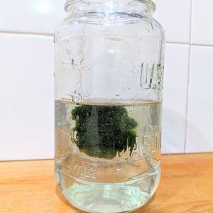 Marimo Moss Balls